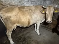İnek, Holstein ırkı — foto 3