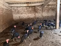 Turkeys — foto 5