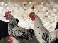 Chickens — 1. fotó