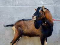 Koza, Alpine goat — zdjęcie 2