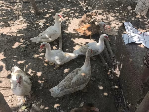 Ducks