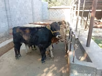 گاو نر, Swiss cattle — عکس 5