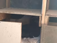 Ducks — عکس 6