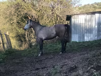 Pastuv, Arabian horse — fotografija 7