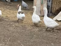 Geese — foto 2