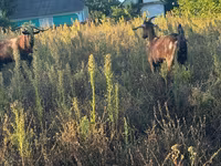 Billy Goat, Goats — photo 1
