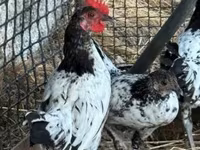 Chickens — foto 5