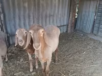 Baran, Arashan sheep — zdjęcie 3
