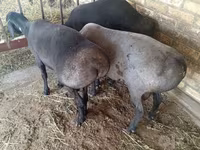 ஆண் ஆடு, ஆடுகள் — புகைப்படம் 1