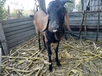 숫염소, Nubian Goat — 사진 5