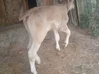 گاو ماده, Swiss cattle — عکس 6