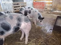 Säue, Schweine — Foto 3