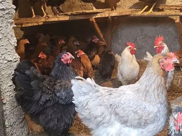 Chickens