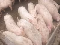 หมูป่าตัวผู้, หมู — รูปภาพ 4