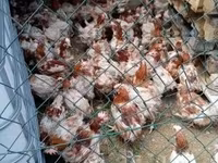 Chickens — 照片 2