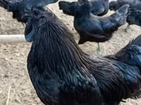 Ayam Cemani — zdjęcie 1