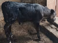 Lembu jantan, Cattle — foto 1