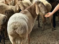 የጎትት አውራ በግ, Arashan sheep — ፎቶ 4