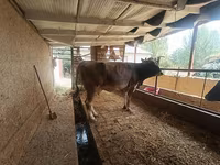 Kuh, Swiss cattle — Foto 1