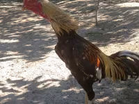 Chickens — ფოტო 1