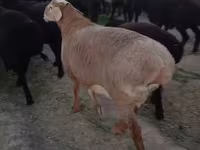 숫양, 양 — 사진 1