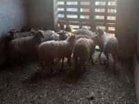 Ovce, Racka sheep — foto 5