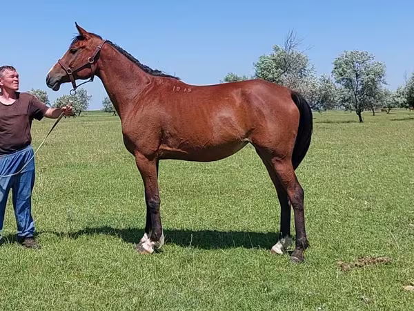 Kobila, Arabian horse