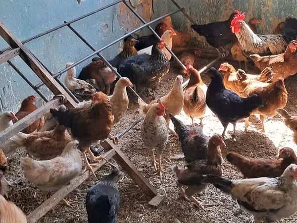 Chickens
