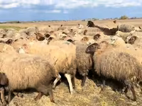 میش, گوسفند — عکس 5