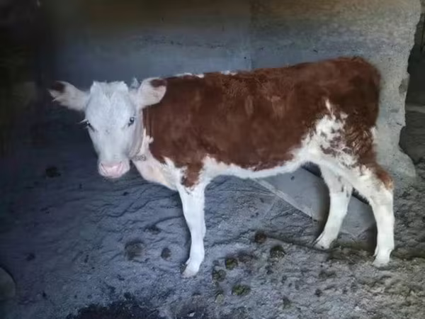 Krava, Latvian Blue cattle