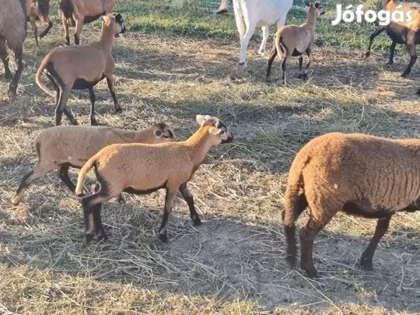 Widder, Cameroon sheep