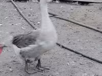Turkeys — zdjęcie 1