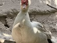 Domestic Muscovy — foto 1