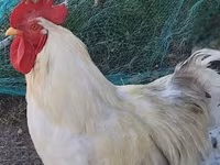 Chickens — photo 1