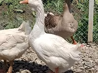 Geese — foto 4