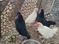 Chickens — 写真 1