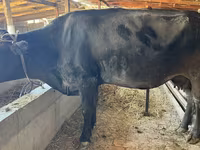 母牛, Alatau breed — 照片 3