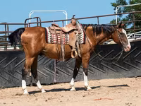 اسب نر, Quarter Horse — عکس 5