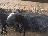 قوچ, Rhon sheep — عکس 2