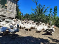 Niemiecki Pekin — zdjęcie 2