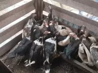Ducks — foto 1