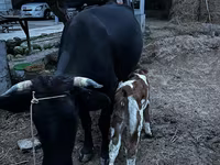 Krava, Latvian Blue cattle — foto 5