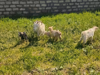 بز ماده, بز — عکس 8