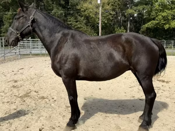 Kobila, Percheron