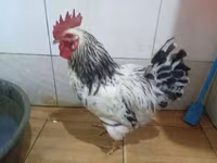 Chickens — 写真 5
