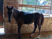 Hingst, Heste — foto 7