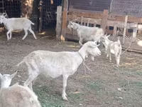 Cabra, Dutch Landrace goats — foto 7