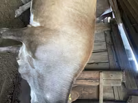 Krava, Simmental cattle — fotografija 1