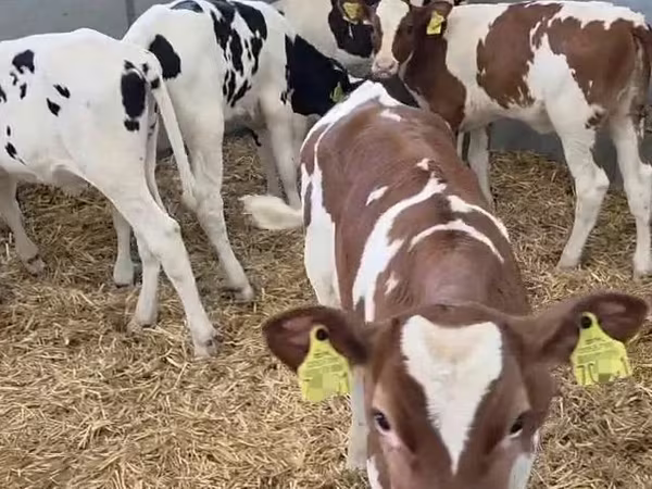 Krava, Russian Black pied cattle