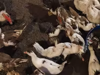 Ducks — Foto 2